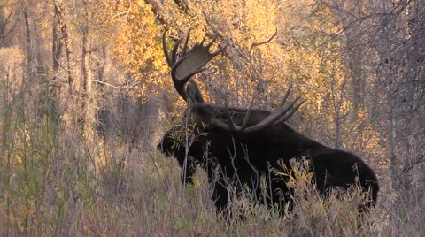 Bull Moose Scratching Stock-Footage 56434999