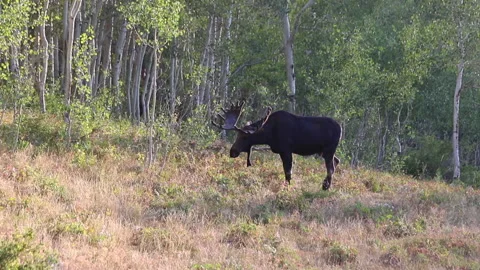 Bull Moose Scratching Himself With His Hoof and Antlers Video stock 137860396