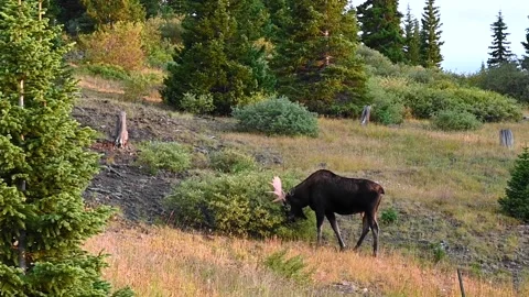 Bull Moose Snorting And Scratching Antlers Stock Footage 163828361