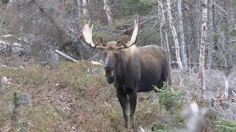 Bull moose stare down Video stock 84974499