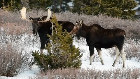 A Bull Moose Stare Down Stock Footage 120101639
