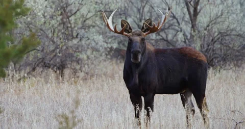 Bull Moose staring into camera. Vidéo 171604923