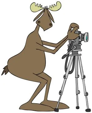 Bull moose using a camera on a tripod Stock Illustration