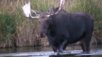 Bull Moose Vocalizing and Walking in the River - Big Rutting Bull Moose Stock Footage 85769228