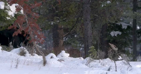 A Bull Moose Walking Behind the Trees 스톡 동영상 240069744