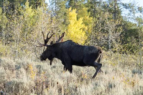 Bull Moose Walking through Field Stock Photos