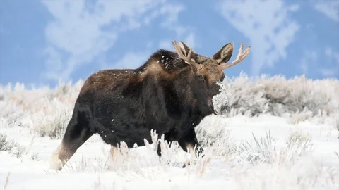 A bull moose walks through deep snow to get to better grazing Stock Footage 105675627