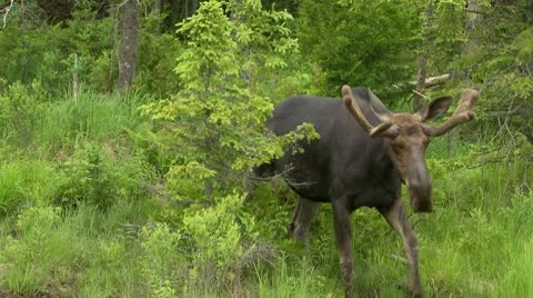 Bull Moose walks towards camera Stock Footage 10568029