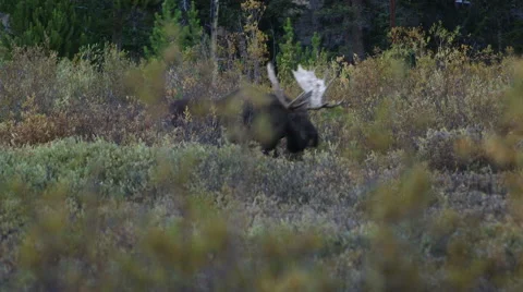 BULL MOOSE IN WILLOWS AT DUSK/DAWN; MEDIUM SHOT - WALKING THROUGH WILLOWS Stock Footage 59066761
