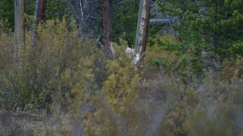 BULL MOOSE IN WILLOWS AT DUSK/DAWN; MEDIUM SHOT - WALKING THROUGH WILLOWS Video stock 59066798