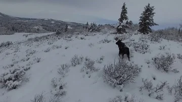 Bull Moose in Winter on a Cloudy Day - Overhead Video Stock Footage 85767907