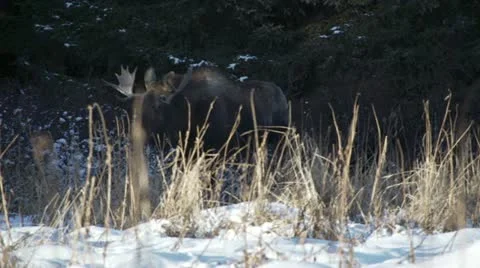 Bull Moose in Winter Forest Dappled Sunlight on Snow Stock Footage 12598549