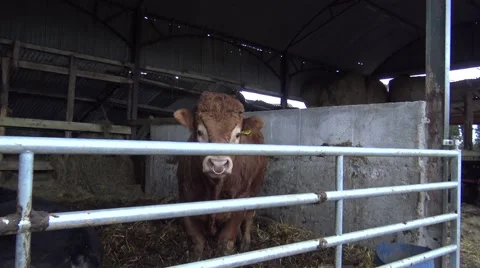 Bull with nose ring facing off camera and moving back Stock Footage 63601701