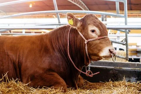 Bull with nose ring lying down in cattle farm. Stock Photos