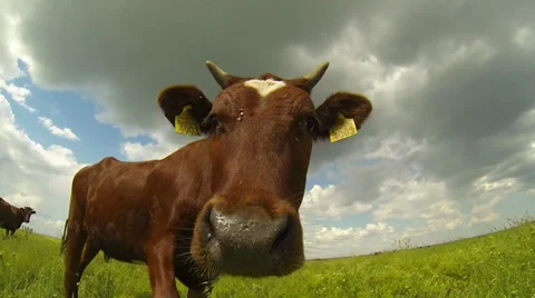 Bull nose sniffs Vidéo 38711537