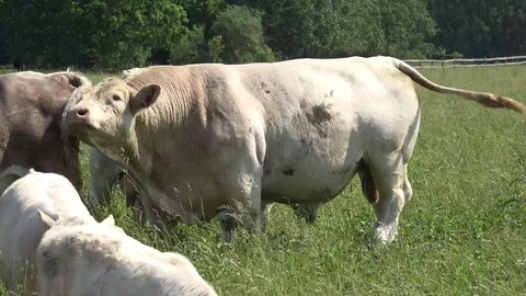 Bull or Taurus Stock Footage 109535066