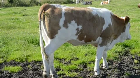 Bull on pasture Stock Footage 14453279