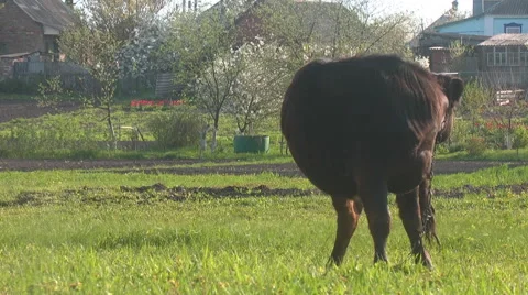 The bull in the pasture Video stock 50410176