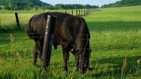 Bull on the pasture Stock Footage 77068146