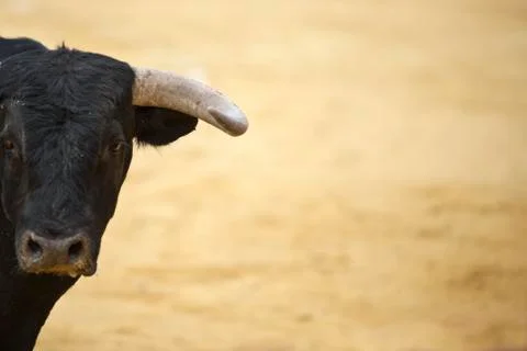 Bull Stock Photos