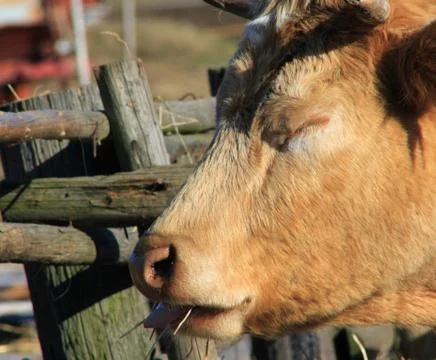 Bull Stock Photos