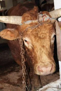 Bull Stock Photos