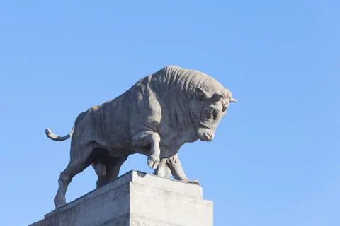 Bull Stock Photos