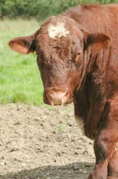 Bull Stock Photos