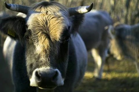 Bull Stock Photos