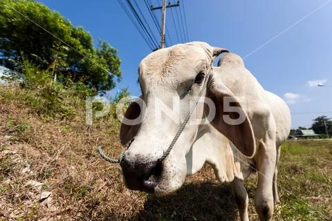 Bull Stock Photos