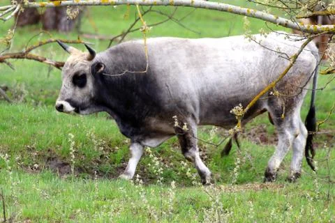 Bull Stock Photos