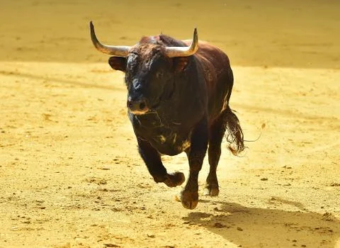 Bull Stock Photos