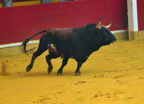 Bull Stock Photos