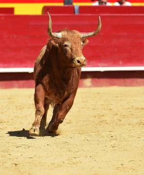Bull Stock Photos