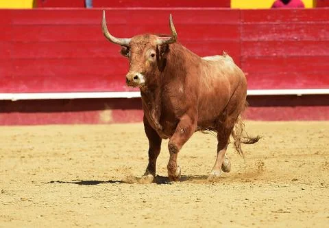 Bull Stock Photos