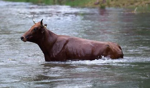 Bull Stock Photos