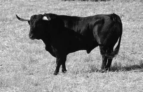 Bull Stock Photos