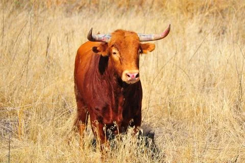 Bull Stock Photos