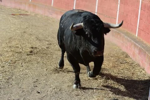 Bull Stock Photos