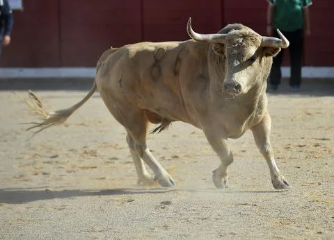 Bull Stock Photos