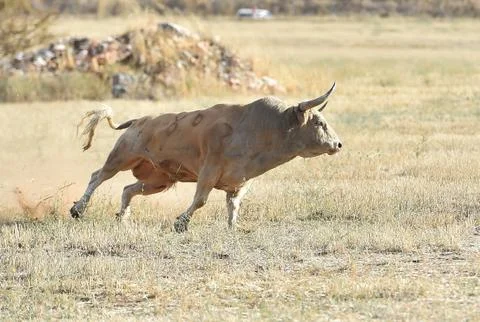 Bull Stock Photos