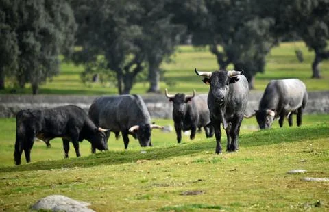 Bull Stock Photos