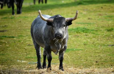 Bull Stock Photos