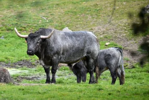 Bull Stock Photos