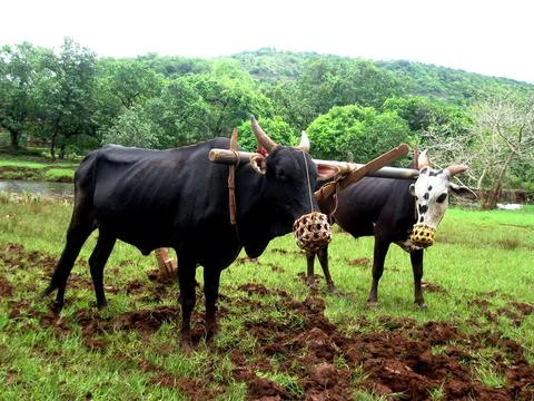 Bull Фото