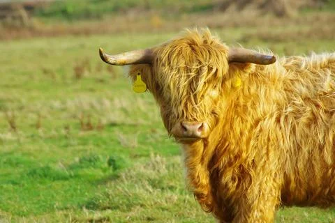 Bull Stock-Fotos