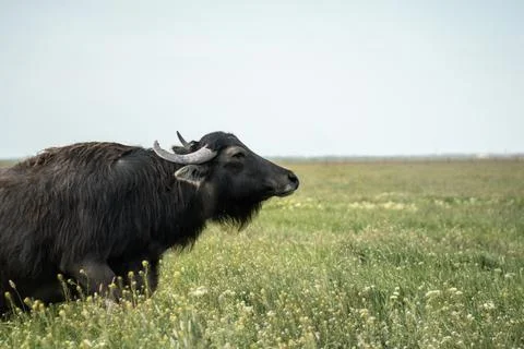 Bull Stock Photos