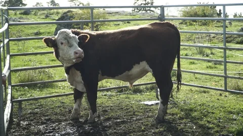 Bull in a pin Stock Footage 102315463
