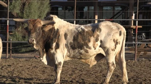 Bull in Profile Stock Footage 93774090