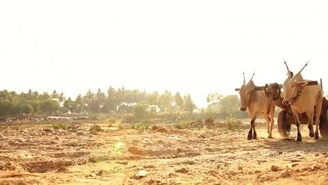The bull pulls the cart Stock Footage 74382886